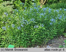 Amsonia tabernaemontana (amzonia nadreńska)