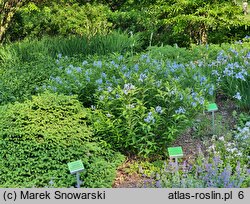 Amsonia tabernaemontana (amzonia nadreńska)