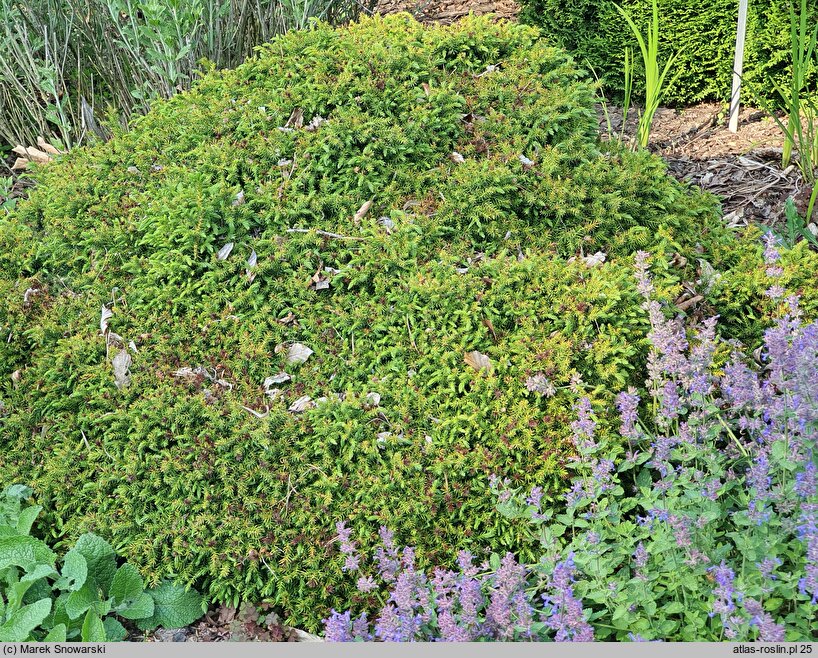 Cryptomeria japonica Monstrosa Nana