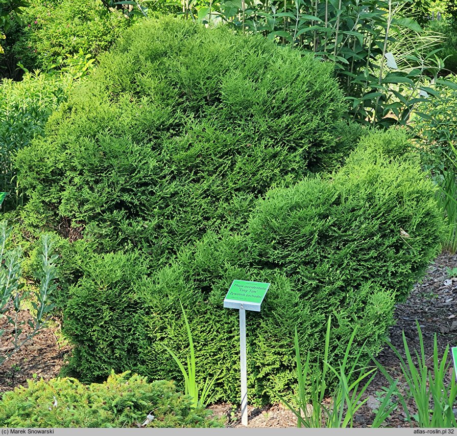 Thuja occidentalis Tiny Tim