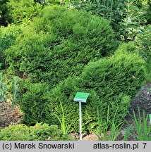 Thuja occidentalis Tiny Tim