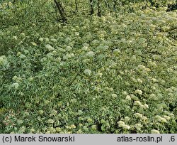 Cornus alternifolia Argentea