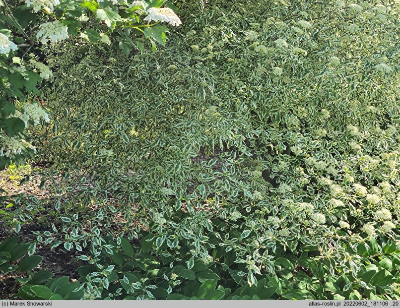 Cornus alternifolia Argentea