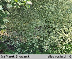 Cornus alternifolia Argentea