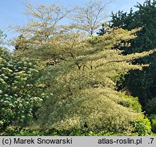 Cornus alternifolia Argentea