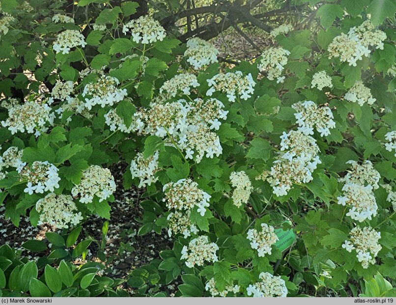 Viburnum opulus Compactum