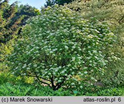 Viburnum opulus Compactum