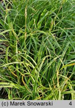 Carex-ozdobne Silver Sceptre