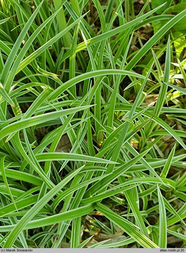 Carex-ozdobne Silver Sceptre