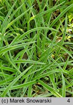 Carex-ozdobne Silver Sceptre
