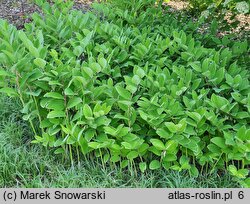 Polygonatum falcatum Variegatum