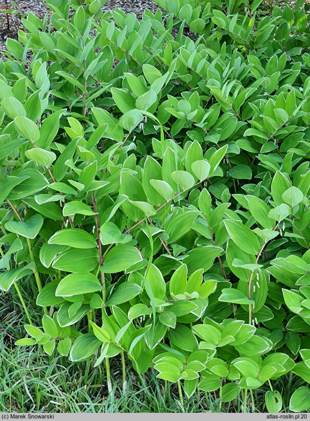 Polygonatum falcatum Variegatum