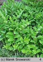 Polygonatum falcatum Variegatum