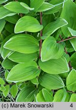 Polygonatum falcatum Variegatum