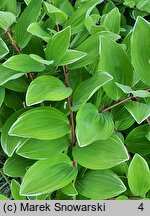 Polygonatum falcatum Variegatum