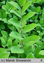 Polygonatum falcatum Variegatum