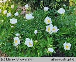 Paeonia lactiflora Dürer