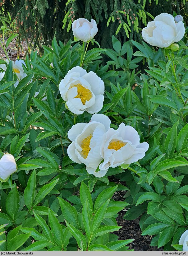 Paeonia lactiflora Dürer