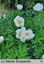 Paeonia lactiflora Dürer