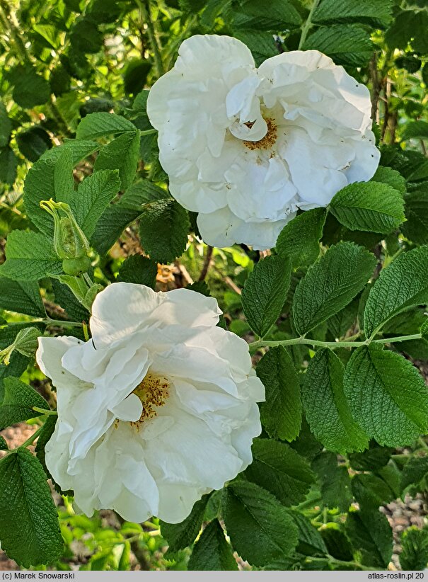 Rosa rugosa Kórnik