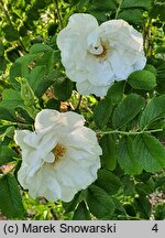 Rosa rugosa Kórnik