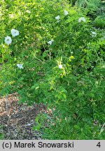 Rosa rugosa Kórnik