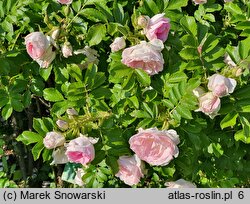 Rosa hort. STRonin