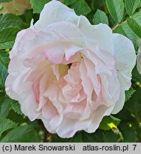 Rosa hort. STRonin