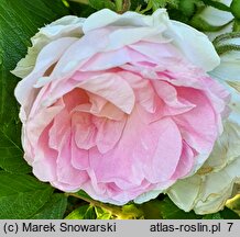 Rosa hort. STRonin