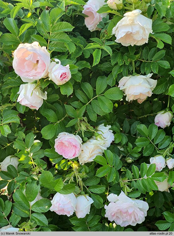 Rosa hort. STRonin