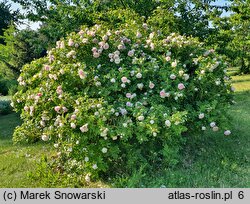 Rosa hort. STRonin