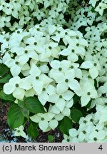 Cornus kousa ssp. chinensis Eurostar