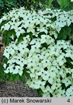 Cornus kousa ssp. chinensis Eurostar