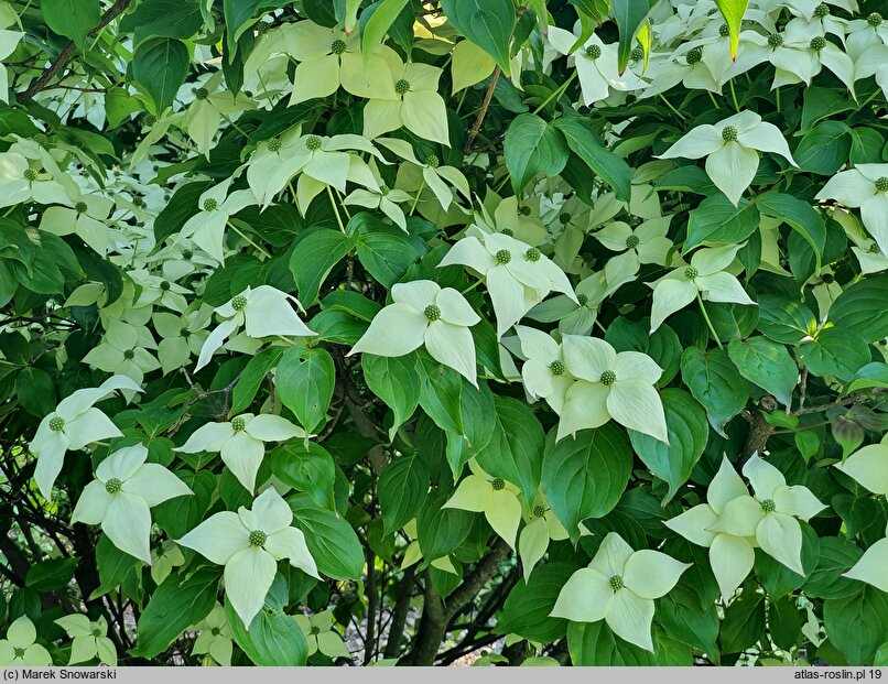 Cornus kousa ssp. chinensis Eurostar