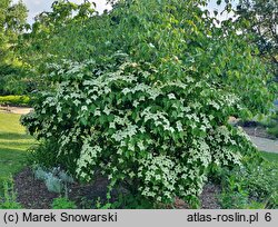 Cornus kousa ssp. chinensis Eurostar