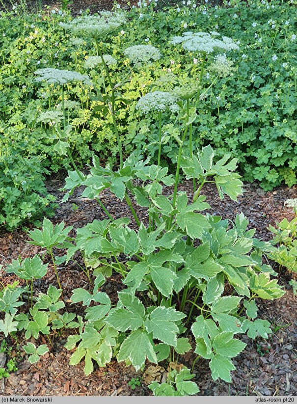 Peucedanum ostruthium Variegatum