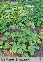 Peucedanum ostruthium Variegatum