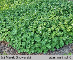 Geranium macrorrhizum White Ness