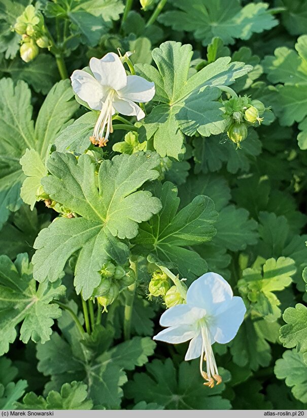 Geranium macrorrhizum White Ness