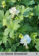 Geranium macrorrhizum White Ness