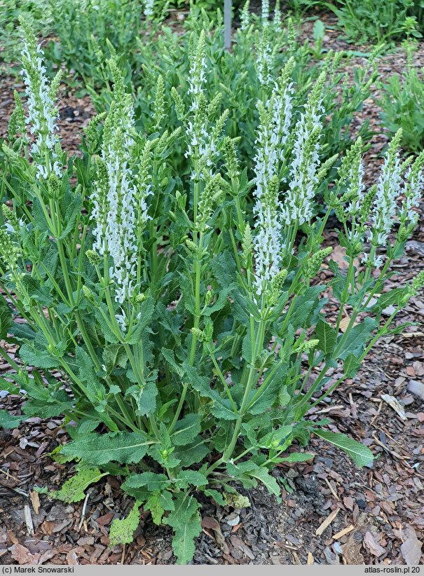 Salvia ×digenea