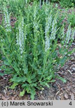 Salvia ×digenea