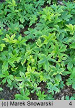 Astrantia major Sunningdale Variegated