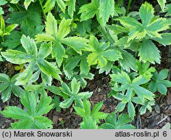 Astrantia major Sunningdale Variegated