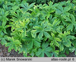 Astrantia major Sunningdale Variegated