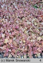 ×Heucherella Redstone Falls