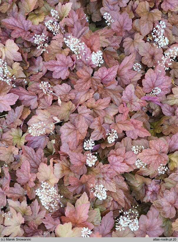 ×Heucherella Redstone Falls