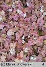 ×Heucherella Redstone Falls