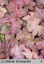 ×Heucherella Redstone Falls