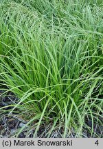 Carex dolichostachya Kaga-nishiki